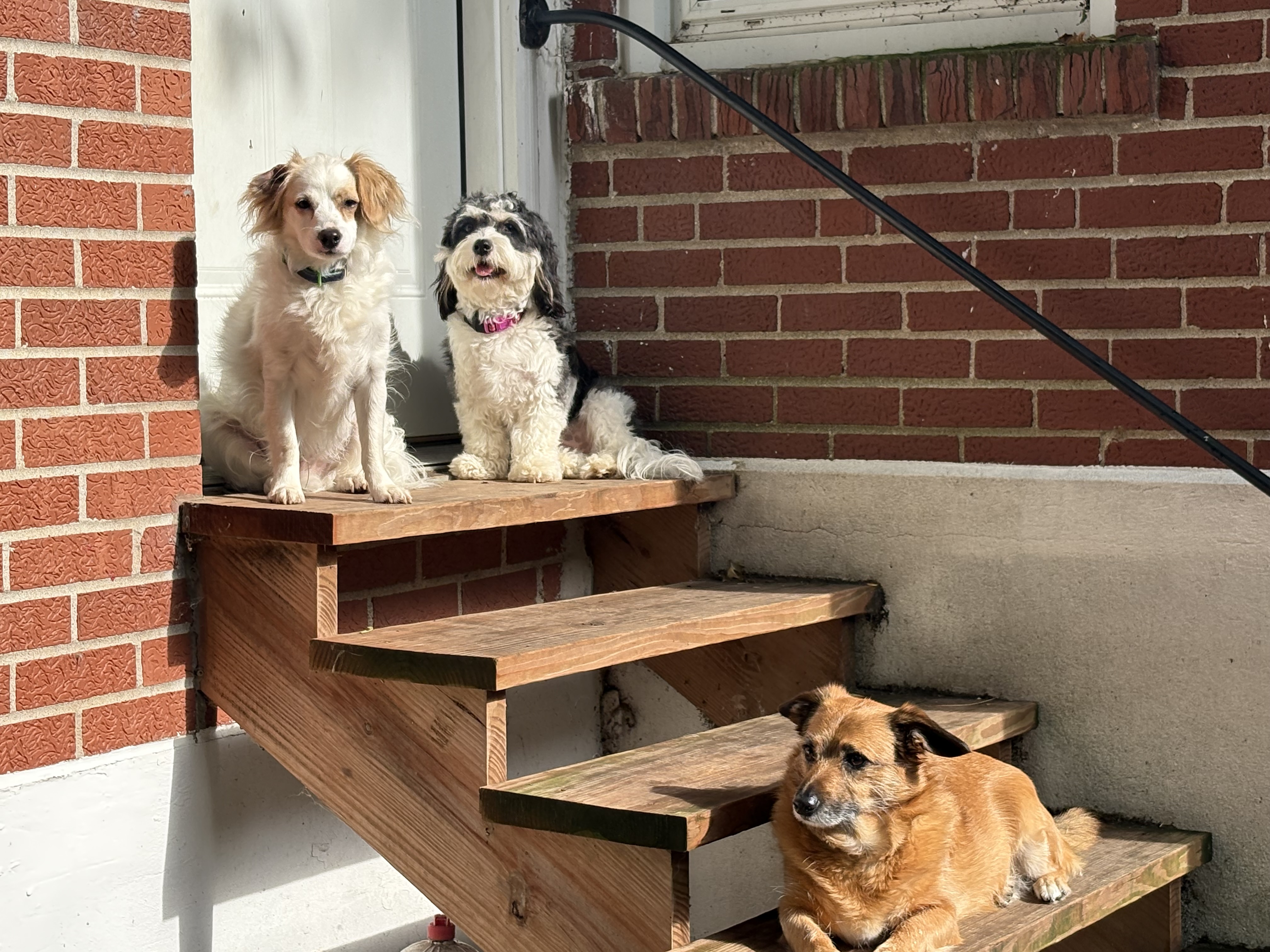 Three dogs on wooden porch steps against red brick building